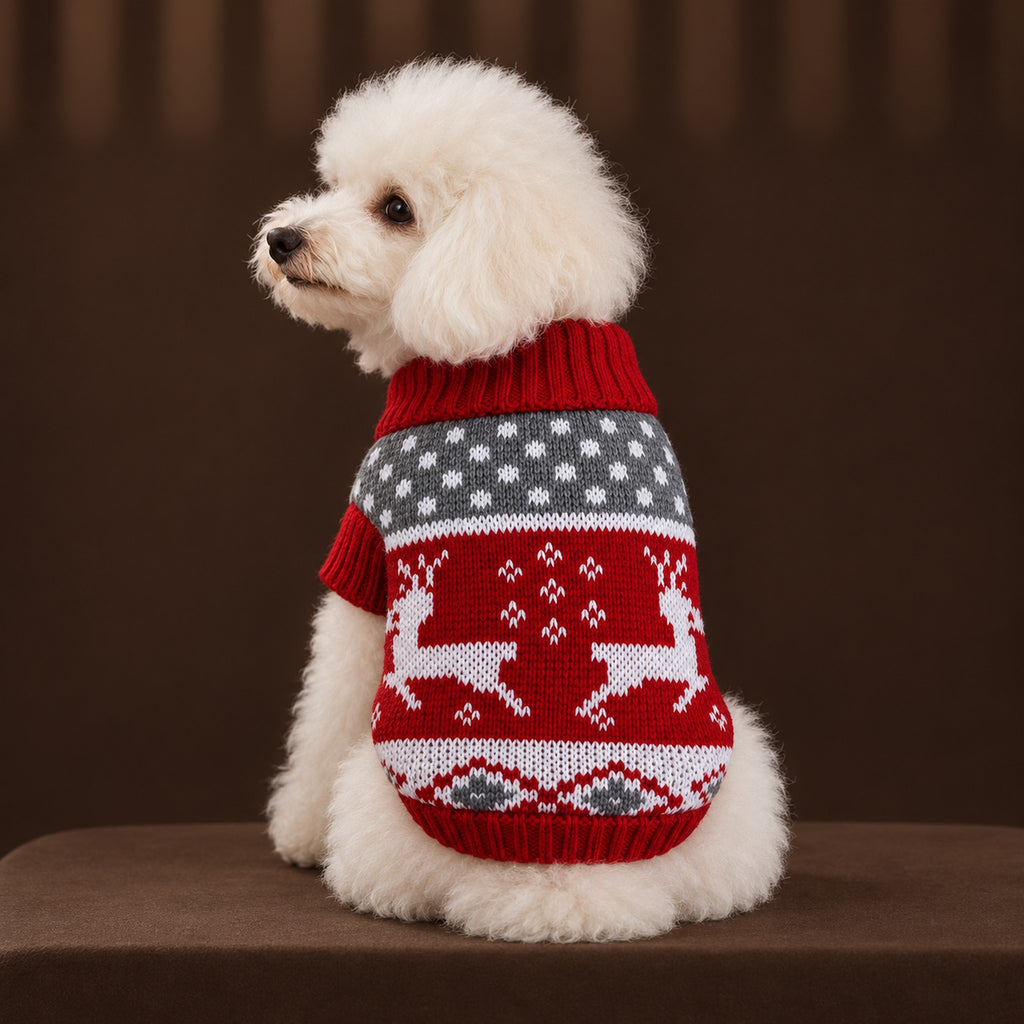 White toy poodle seen from behind in the red sweater with white reindeer and a gray dotted band