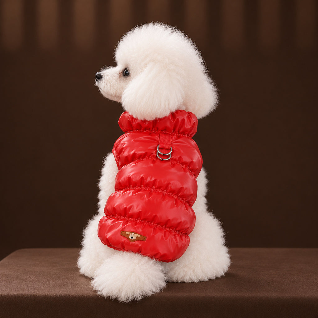 White toy poodle in the glossy red padded coat, seen from behind